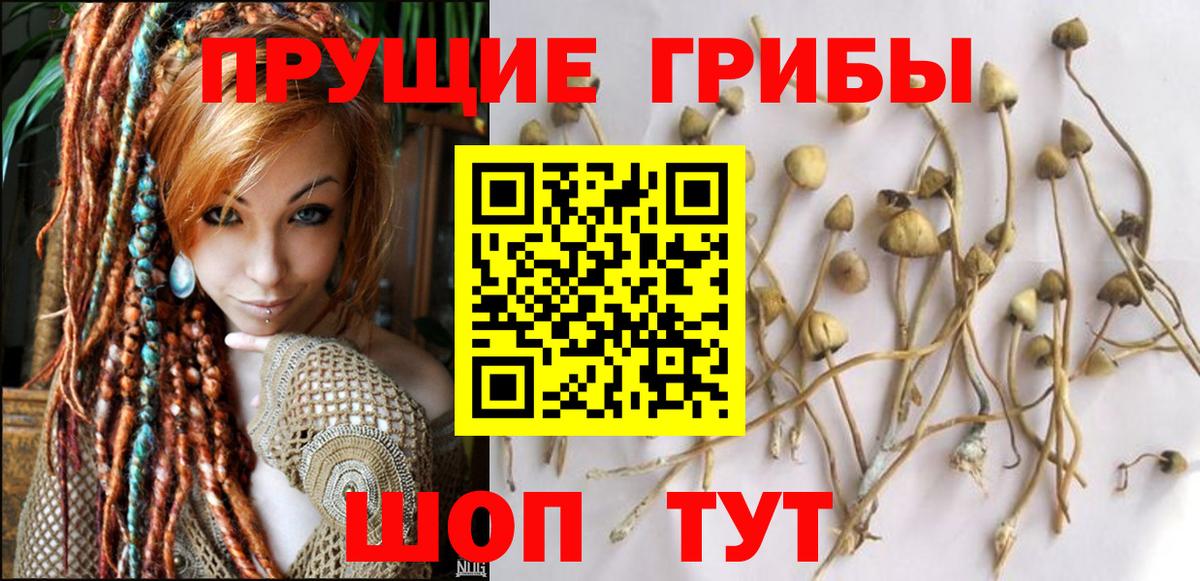 Галлюциногенные грибы Psilocybine cubensis  Вход с VPN  Мичуринск  Галлюциногенные грибы прущие грибы 