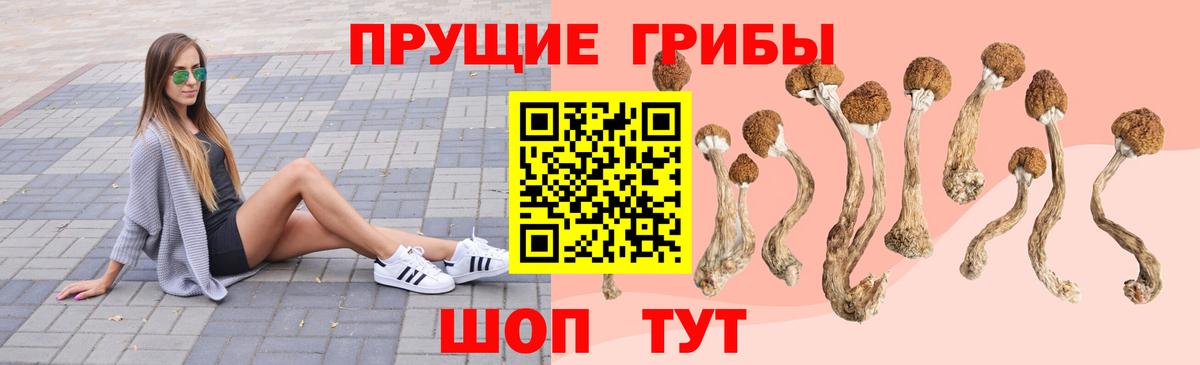 где купить наркоту  Мичуринск  Псилоцибиновые грибы MAGIC MUSHROOMS 